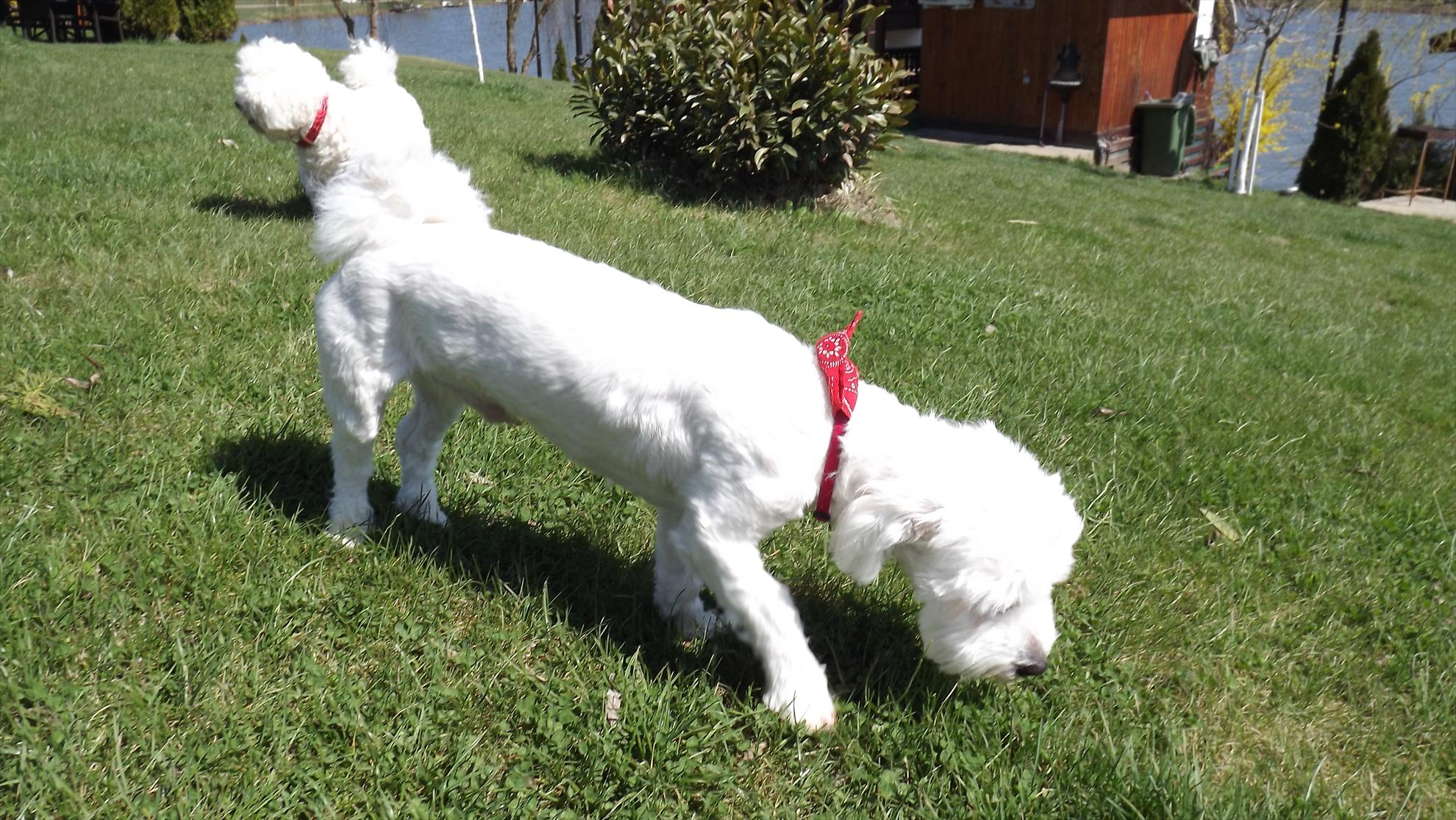 laguna verde 2013 - dscf1335.JPG